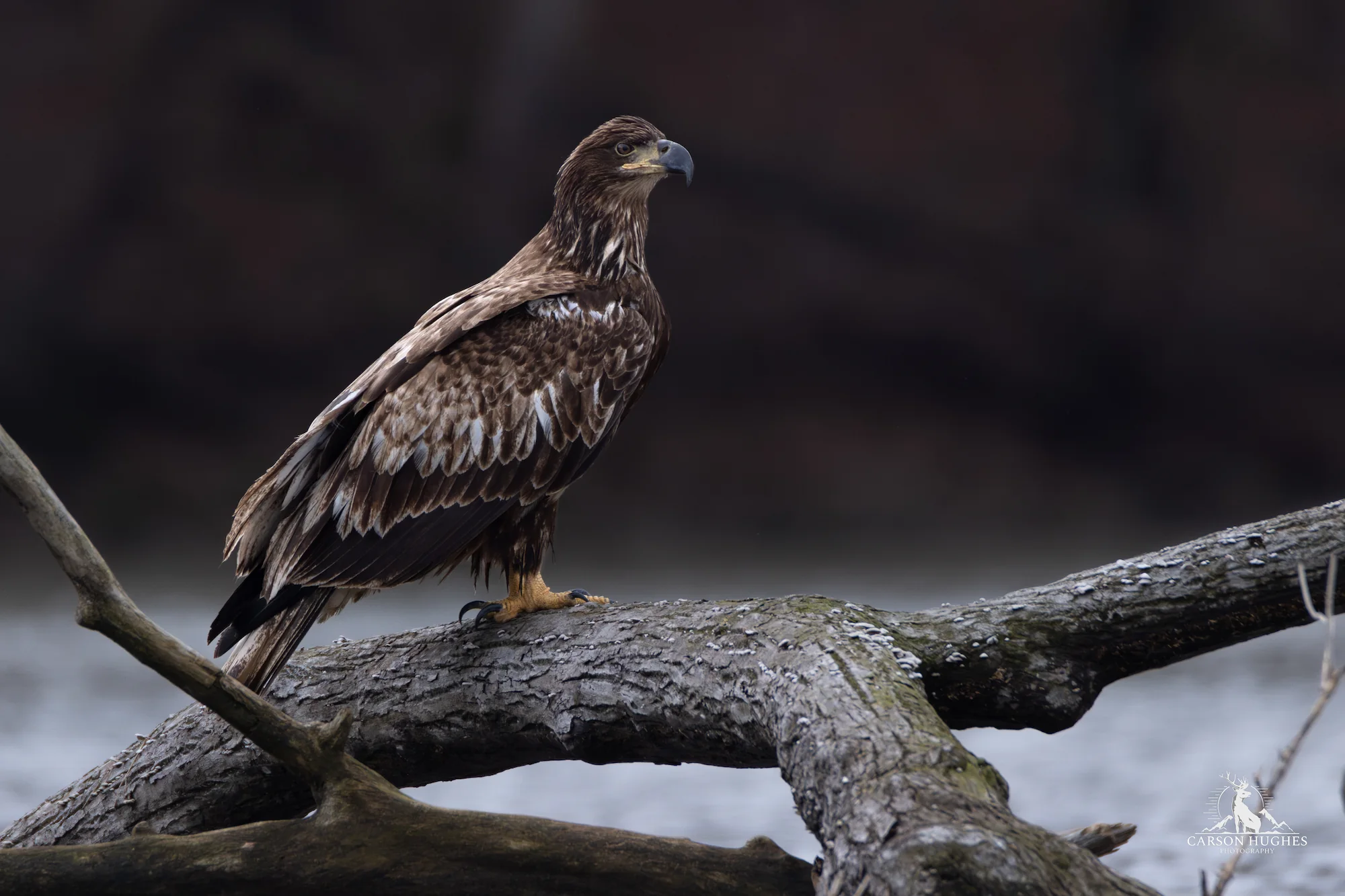 Juvenile Eagle